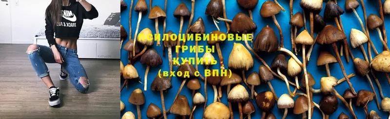 Галлюциногенные грибы Magic Shrooms  Андреаполь 